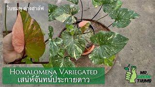 Homalomena Variegated เสน่ห์จันทร์ประกายดาว ด่างชมพู ฮาล์ฟ