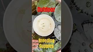 Breeding guppies in Outdoor Pond #shorts