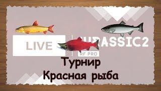 Русская Рыбалка 3.99 Турнир Красная рыба 2020.02.07