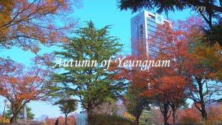 Autumm of Yeungnam : 영남대학교 가을 캠퍼스