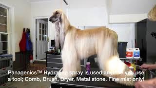 Smart Dog Afghan Hound