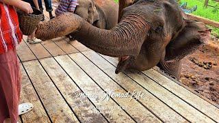 Relaxing Walk in Farm With Elephants in Thai, Chiang Mai, elephant farm, Cafe, Sunset View