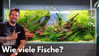 Wie viele Fische passen in ein Aquarium?