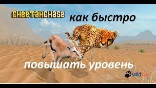 Симулятор гепарда КАК БЫСТРО ПОВЫШАТЬ УРОВЕНЬ. 3  совета  | Cheetah simulator