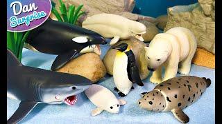 10 Gorgeous Marine Sea Animals - Polar Bear, Orca, Penguin, Seal, Beluga, Shark, Whaleshark, Turtle