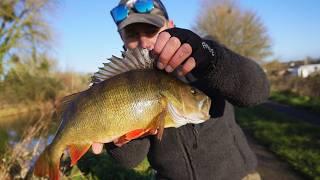 BIG PERCH Can’t Resist These Z-Man Lures!