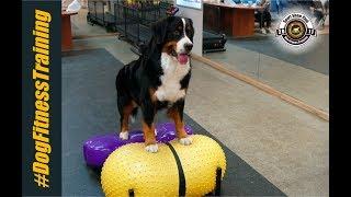 Berner Sennenhund training / Развитие силы, выносливости, гибкости и координации