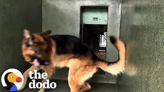 Dog Can't Stop Spinning In The Shelter Until... | The Dodo