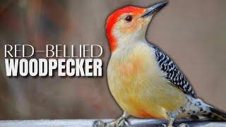 A Red-bellied Woodpecker Overview