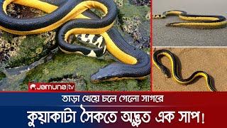 কুয়াকাটা সৈকতে দেখা মিললো বিরল সাপ, অতঃপর...! | Patuakhali Snake