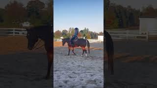 That lead change ‍ she’s so cute || #pattern #practice #eqteam #aqha #grace