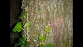 Ivy Growing on a Tree Redo