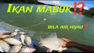 IKAN MABUK⁉️LANGGAR JARING KETIKA AIR SUNGAI MENJADI HIJAU‼️HASIL PADUU