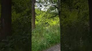 Old German street inside forest #germany #hiking #old #street #outside #outdoor #explore #discover