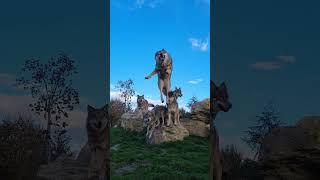 wolf jump / saut de loup #wolf #wolves #jump #nature #wildlife #wild #slowmotion #cute #fyp