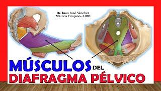  PELVIC DIAPHRAGM. PELVIC FLOOR. -Muscles-