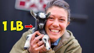 The Story of Milk Dud, the World's Smallest Goat