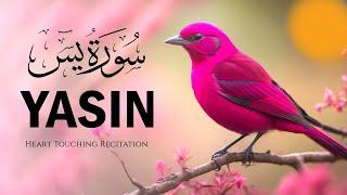 Surah Yasin | Complete Soothing Recitation for Peace & Guidance | @Tanveerservices