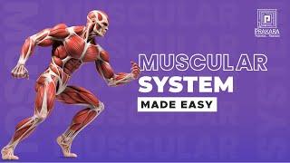 Muscular System Made Easy! || Gross Anatomy Explained || Anatomy & Physiology || Prakara Nursing