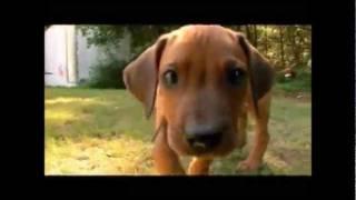 Dogs 101 - Rhodesian Ridgeback