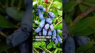 Самые ранние ягоды в саду