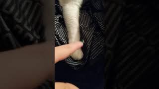 Paw