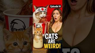 Funny Cats Videos but Different #funny #funnyanmials #cat