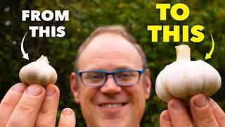 How to Grow the Biggest Garlic (Start Early)