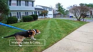 Walking The Dogs - Monday Afternoon 2022Dec12 - MD Realtor - Homes For Sale In Frederick Maryland