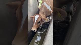 Cow Dipped Into Water 