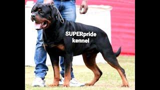 ROTTWEILER MALE STUD DELHI SUPER PRIDE KENNEL