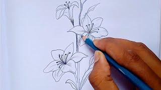 Lily flower drawing step by step || lili ka phul banaye #chitra