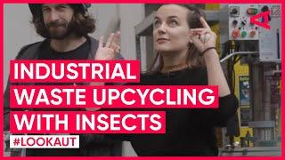 Industrial Waste & Insects: A Perfect Match for Sustainability | LOOKAUT