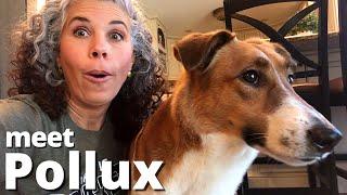 I Adopted the Dog Nobody Wanted | 491 Days in the Animal Shelter | Meet Pollux