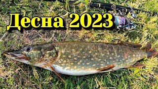 ДЕСНА 2023. Щука, окунь, сом, жерех. Як правильно вибрати місце лову?