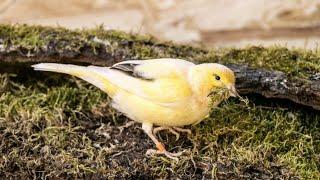 kanarienvogel singt