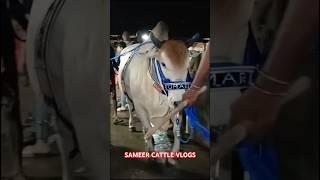Omar Farooq dairy farm first loading my channel Most biggest cow#shorts#viral #trending#cattlefarm