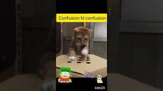 funny cat  #cat #shorts#funny#viral