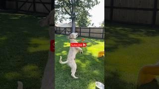 Thank you #dog #buddy #dog #cute #dogball #dogbreed #goldendoodle #funny #puppy