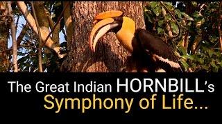 The Great Indian HornBill's Symphony Of Life