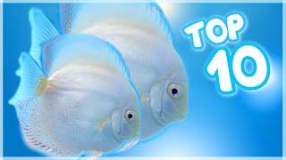 Top 10 Famous Discus Fish Variety in the World