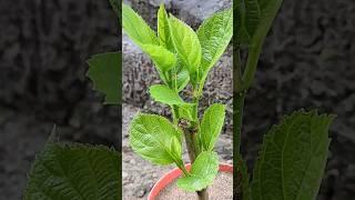 Growing Avocado Tree With Alovera  #short #avocado #shortvideo