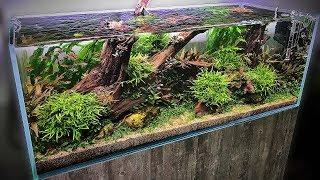 The BEST AQUASCAPES at Aquarium Gardens + WIN A NEO DIFFUSER