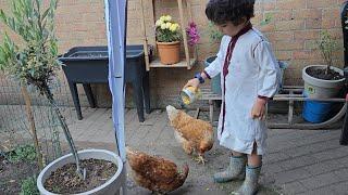 Cómo introducir gallinas nuevas: la jerarquía en el gallinero  días de playa en Bélgica