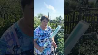#сад #дача #огород #овощи #цветы #garden #помидоры #урожай