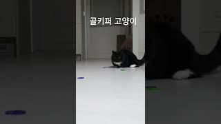 고양이가 골키퍼처럼 잘 받음