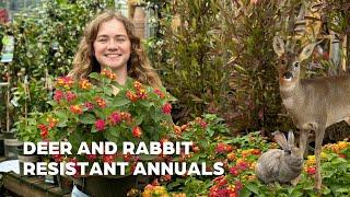 Deer and rabbit resistant annuals