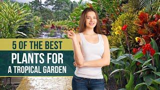 5 of the Best Plants for a Tropical Garden  Tropical Garden Ideas 