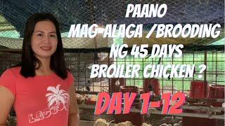 PART 1 - Paano mag-alaga / brooding ng 45 days broiler chicken? Day 1 to Day 12 (backyard poultry)