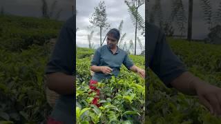 Tea plantation in Sri Lanka